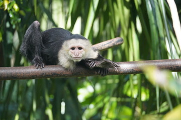 Costa Rican Wild Monkey.