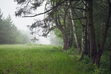 mgła,polana,łąka  © Marcin Łazarczyk
