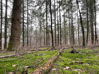 forest scene with lots of moss and grass in a german forest area