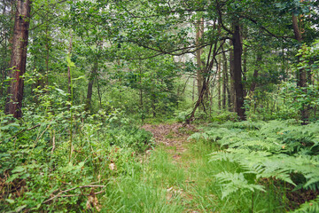 leśna ścieżka,mgła © Marcin Łazarczyk