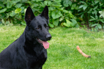 Black German shepherd