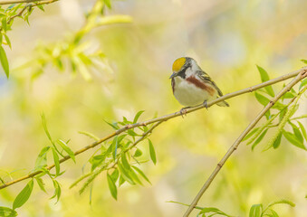 Chestnut-sided Warbler