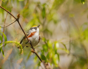 Chestnut-sided Warbler