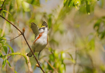 Chestnut-sided Warbler