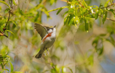 Chestnut-sided Warbler