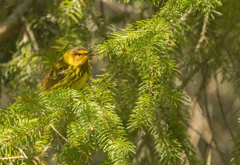 Cape May Warbler With Open Beak
