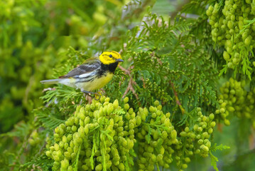 Black-throated Green Warbler