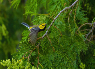 Black-throated Green Warbler
