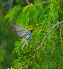 Black-throated Green Warbler