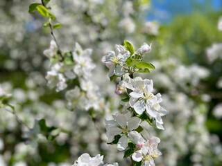 tender white cherry blossom, blue sky, blooming tree