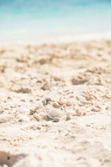 sand and seashells on the beach