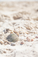 seashells in the sand
