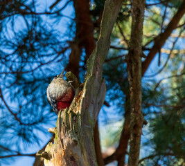 a woodpecker at work in spring