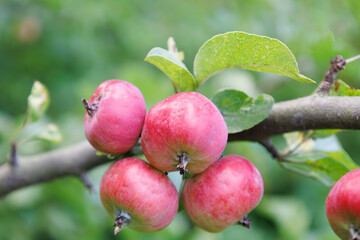 Small red apples on branch in autumn. Abstract fall natural background. Rich harvest. Farming, agriculture concept. Harvesting of ripe apple. Fruits for sale. Healthy meal.