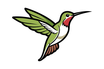 Ruby-throated Hummingbird different style vector illustration line art 