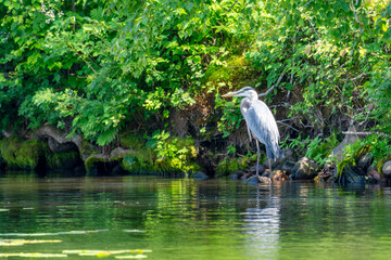 A great blue heron takes refuge from the afternoon sun on a lake in northern Wisconsin.