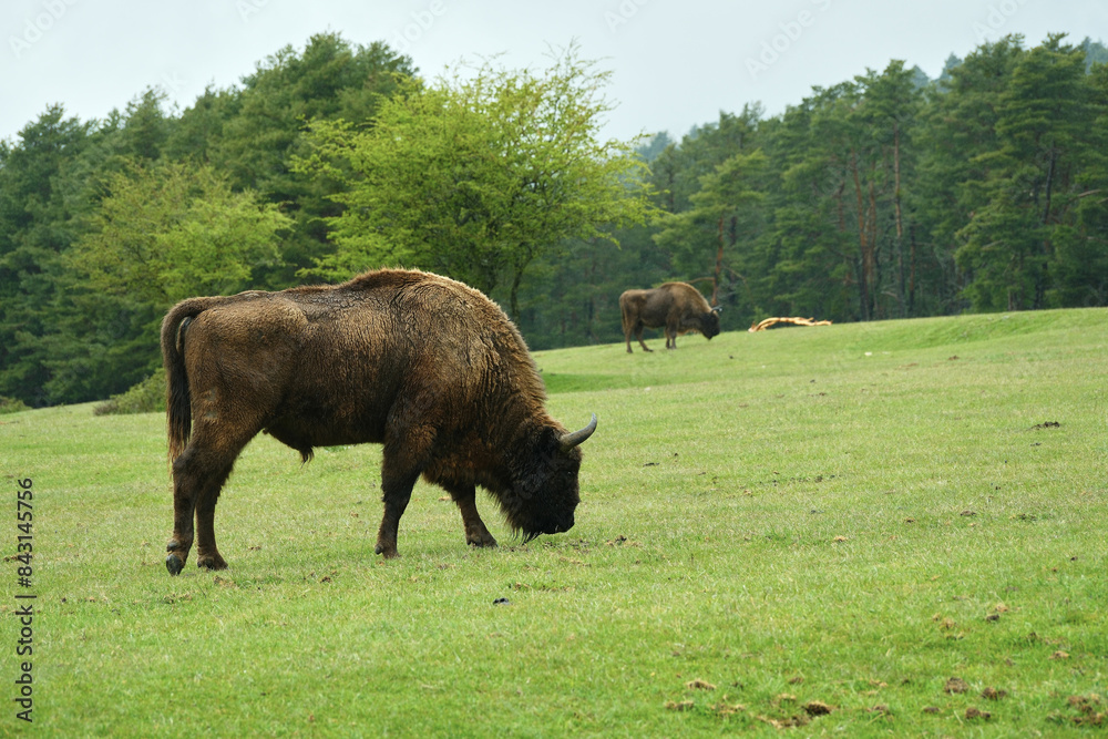 Wall mural buffalo on pasture eating grass