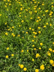natural yellow dandelions on the field