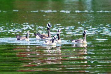 A family of Canada geese swim on a Wisconsin lake.