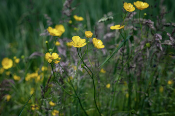 Polne kwiaty © dariakapcewicz