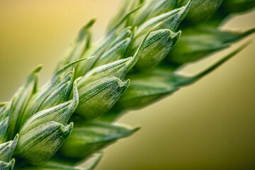 close up of ear of wheat