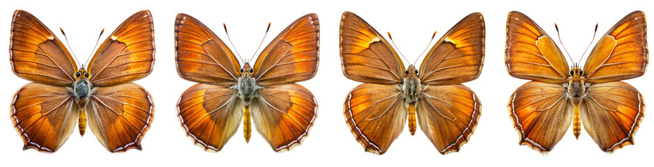 Fototapeta premium Collection of Brown Hairstreak Butterfly