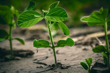 young soybean plant