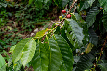Red and green leaves