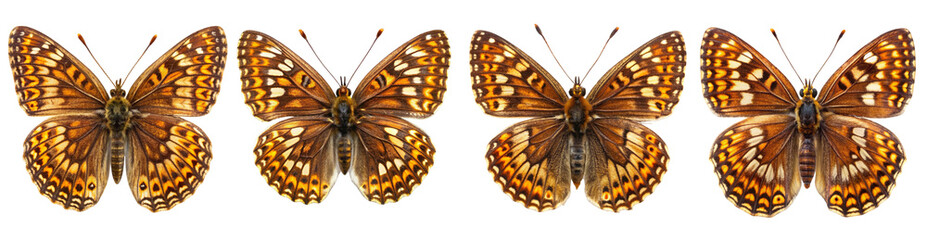 Fototapeta premium Collection of Duke-of-Burgundy Butterflies