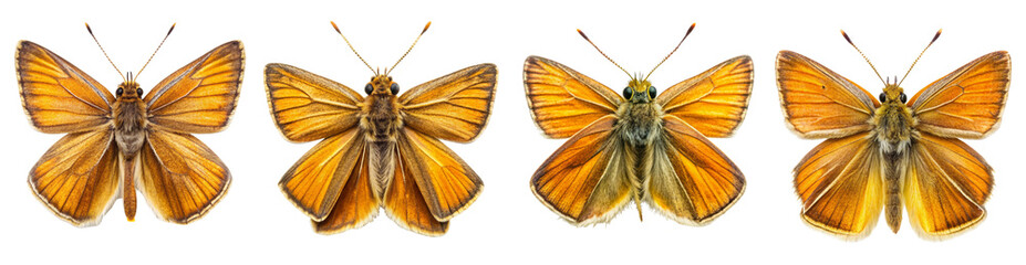 Collection of Essex Skipper Butterflies