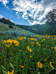 Fototapeta premium Plymouth Peak Views Hiking Northern Utah Trails Summer Wildflowers 