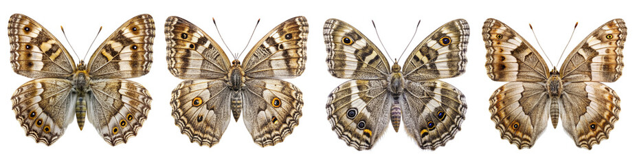 Collection of Grayling Butterflies