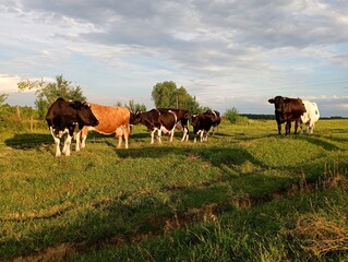 A herd of cows on a pasture at sunset. Topics of farming and agriculture. Beautiful farm animals graze on the pasture. The subject of a dairy farm.