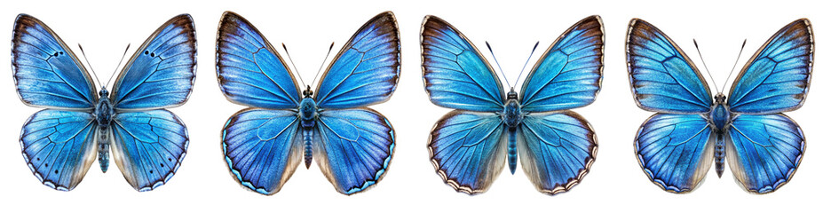 Collection of Large Blue Butterflies