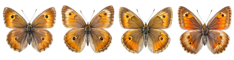 Collection of Large Heath Butterfly Illustrations