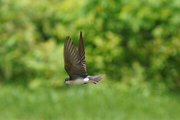 Tree Swallows flying in summer sun