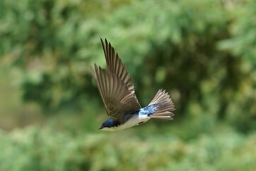 Tree Swallows flying in summer sun