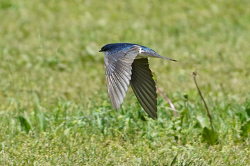 Tree Swallows flying in summer sun