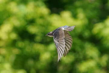 Tree Swallows flying in summer sun, taking fecal sac out of nest to keep it clean for the chicks