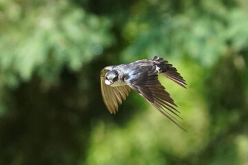 Tree Swallows flying in summer sun