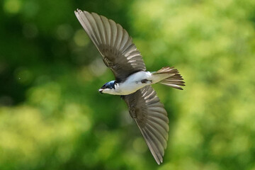 Tree Swallows flying in summer sun, taking fecal sac out of nest to keep it clean for the chicks
