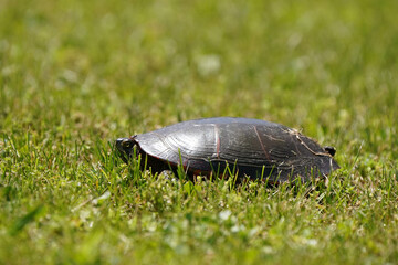 Obraz premium Painted Turtle on lawn laying eggs