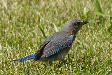 Female Bluebird hunting insects for chicks