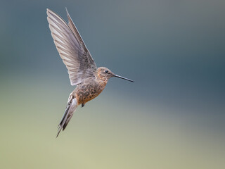 Giant Hummingbird flying against a blurred background