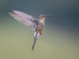 Giant Hummingbird flying against a blurred background