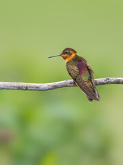 Shining Sunbeam Hummingbird perched on a twig against a green background