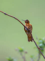 Shining Sunbeam Hummingbird perched on a twig against a green background