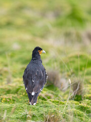 Obraz premium Portrait of a Carunculated Caracara in a green field