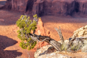 A cottonwood tree growing in the midst of orange dirt and sand in Monument Valley.