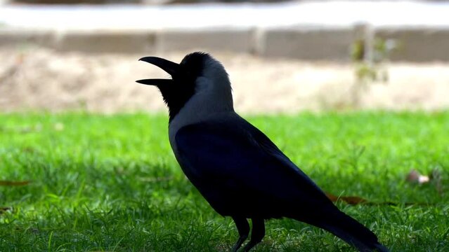 house crow (Corvus splendens) sitting in park. Crow hopping across green grass lawn looking for food. Slow Motion Footage